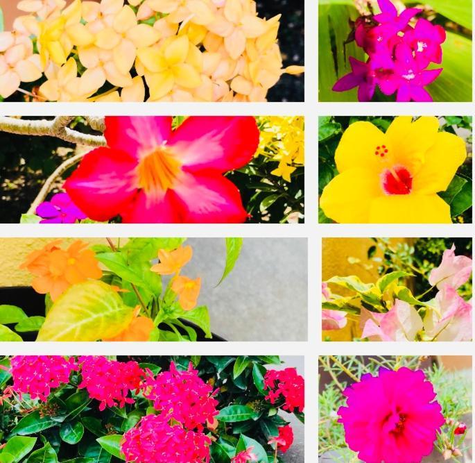 City Garden Apartment ベリーズシティ エクステリア 写真